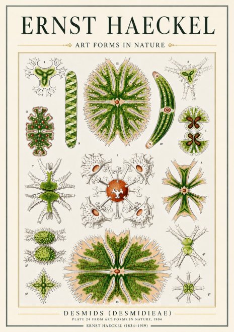 Ernst Haeckel Desmids (Desmidieae) No3 - Affiche