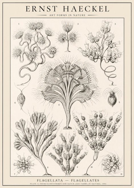 Ernst Haeckel Flagellata - Flagellates No1 - Affiche