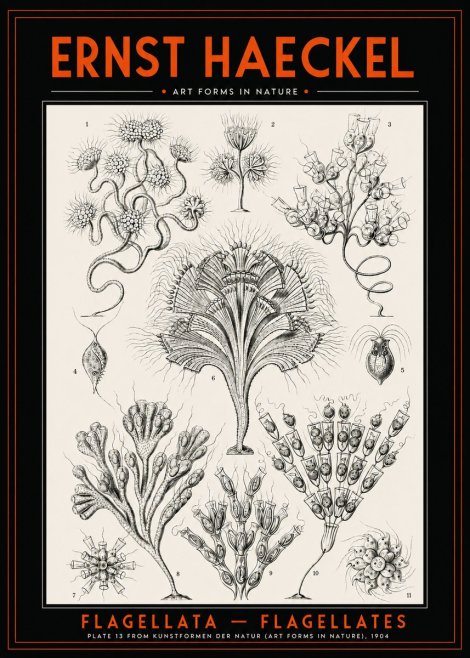 Ernst Haeckel Flagellata - Flagellates No2 - Affiche