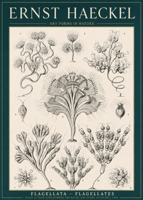 Ernst Haeckel Flagellata - Flagellates No3 - Affiche