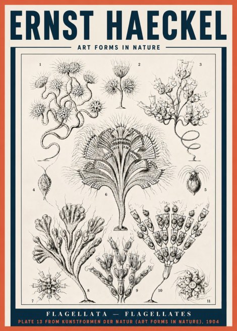 Ernst Haeckel Flagellata - Flagellates No4 - Affiche