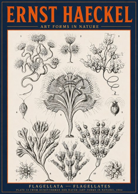 Ernst Haeckel Flagellata - Flagellates No6 - Affiche