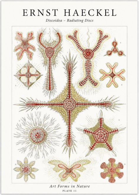 Ernst Haeckel Discoidea – Radiating Discs No1 - Affiche