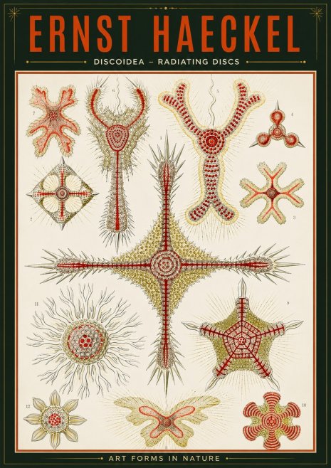 Ernst Haeckel Discoidea – Radiating Discs No2 - Affiche