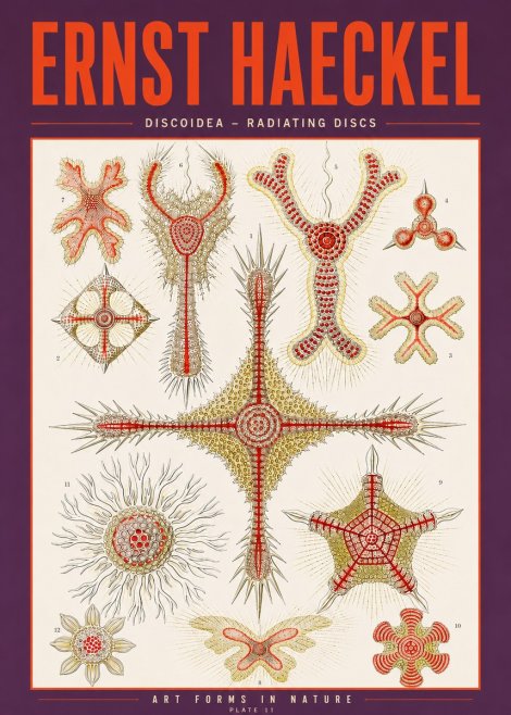 Ernst Haeckel Discoidea – Radiating Discs No3 - Affiche