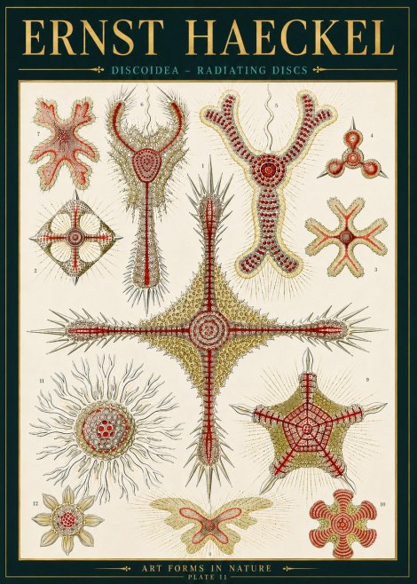 Ernst Haeckel Discoidea – Radiating Discs No4 - Affiche