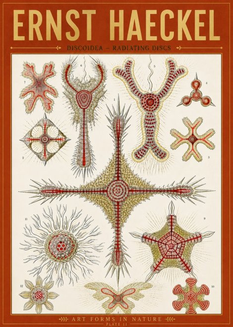 Ernst Haeckel Discoidea – Radiating Discs No5 - Affiche