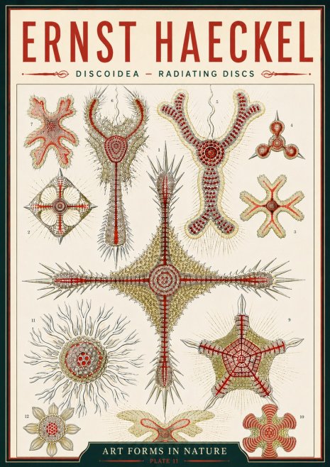 Ernst Haeckel Discoidea – Radiating Discs No6 - Affiche