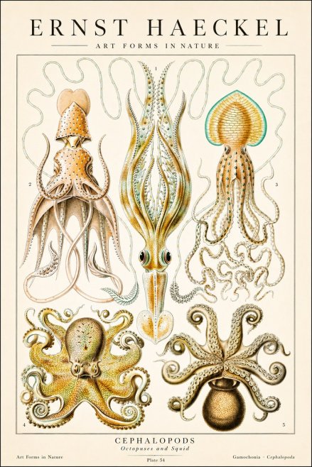Ernst Haeckel Cephalopods Octopuses and Squid No1 - Affiche