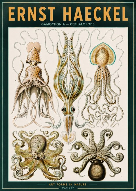 Ernst Haeckel Cephalopods Octopuses and Squid No3 - Affiche