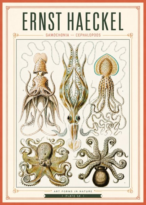 Ernst Haeckel Cephalopods Octopuses and Squid No4 - Affiche