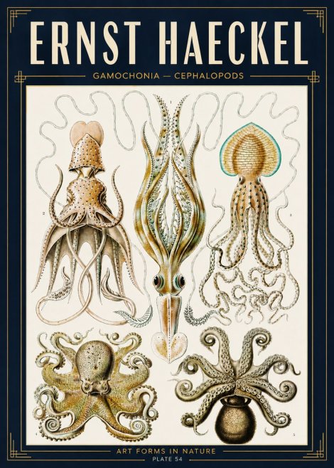 Ernst Haeckel Cephalopods Octopuses and Squid No5 - Affiche