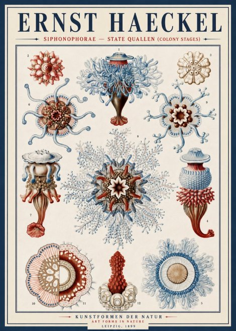 Ernst Haeckel Siphonophorae - State Quallen (Colony Stages) No4 - Affiche