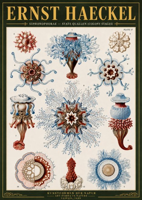 Ernst Haeckel Siphonophorae - State Quallen (Colony Stages) No6 - Affiche