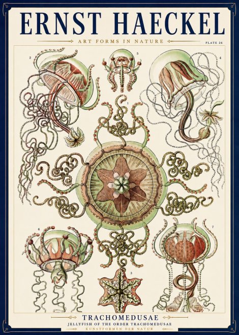Ernst Haeckel Trachomedusae No3 - Affiche