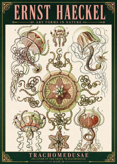 Ernst Haeckel Trachomedusae No6 - Affiche