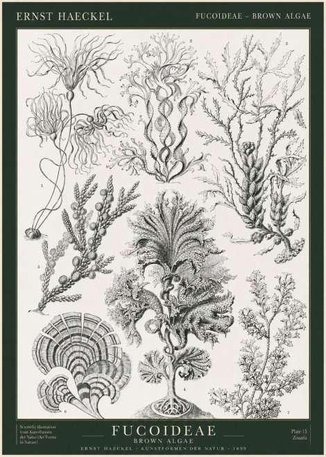 Ernst Haeckel Fucoideae - Brown Algae No1 - Affiche