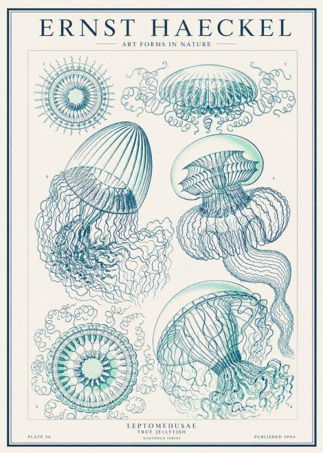 Ernst Haeckel Leptomedusae True Jellyfish No1 - Affiche