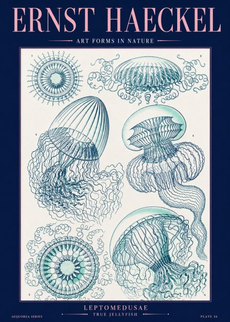 Ernst Haeckel Leptomedusae True Jellyfish No2 - Affiche