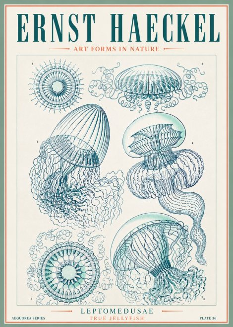 Ernst Haeckel Leptomedusae True Jellyfish No3 - Affiche