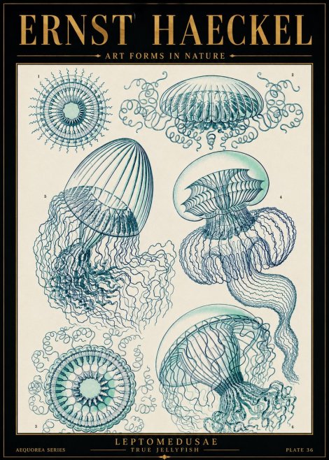 Ernst Haeckel Leptomedusae True Jellyfish No5 - Affiche