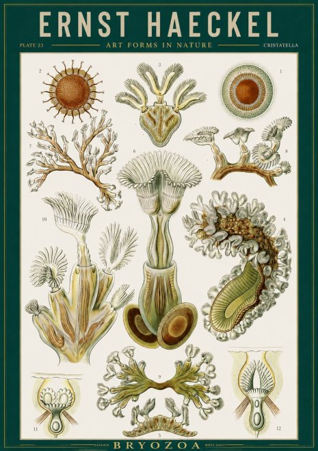 Ernst Haeckel Cristatella No2 - Affiche