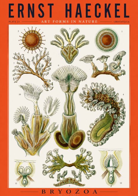 Ernst Haeckel Cristatella No3 - Affiche