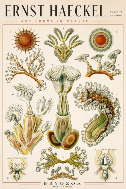 Ernst Haeckel Cristatella No4 - Affiche