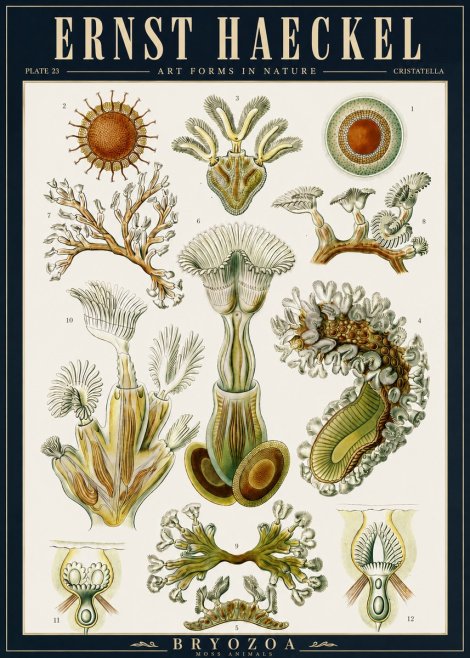 Ernst Haeckel Cristatella No5 - Affiche