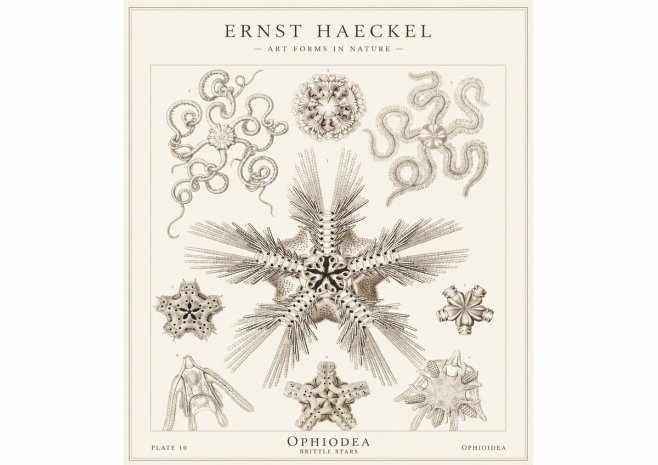 Ernst Haeckel Ophiodea - Brittle Stars I No1 - Affiche