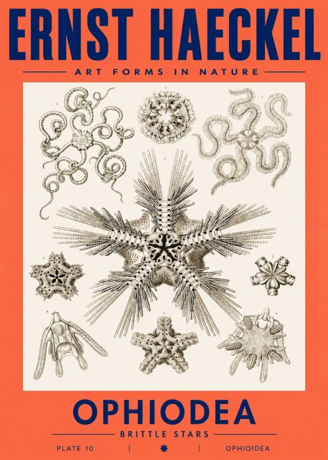 Ernst Haeckel Ophiodea - Brittle Stars I No3 - Affiche