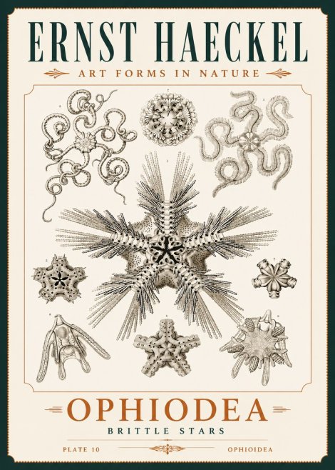 Ernst Haeckel Ophiodea - Brittle Stars I No4 - Affiche