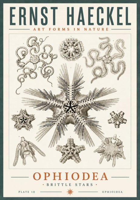 Ernst Haeckel Ophiodea - Brittle Stars I No6 - Affiche