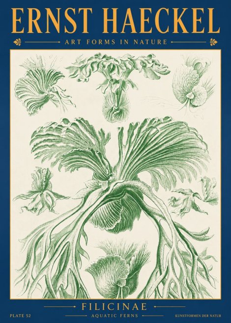 Ernst Haeckel Filicinae No2 - Affiche