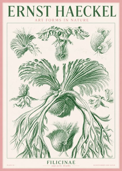 Ernst Haeckel Filicinae No3 - Affiche