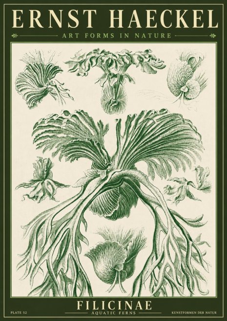 Ernst Haeckel Filicinae No4 - Affiche