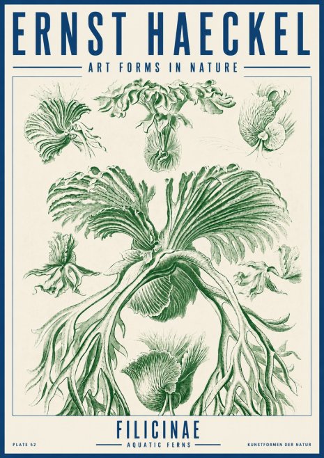 Ernst Haeckel Filicinae No5 - Affiche