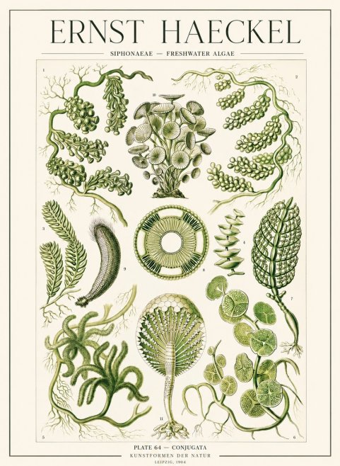 Ernst Haeckel Siphonaceae - Freshwater Algae No1 - Affiche