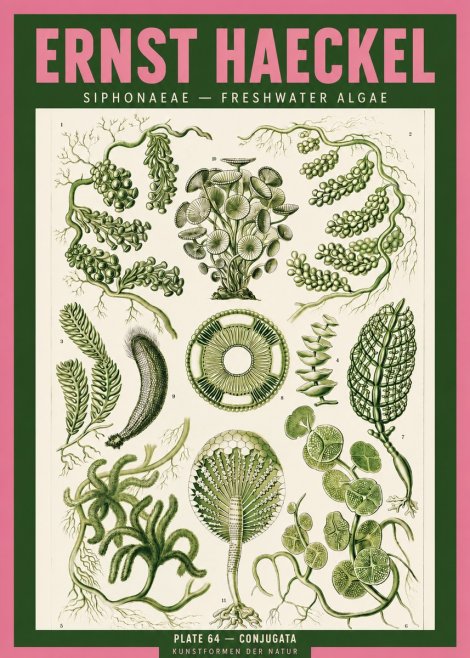 Ernst Haeckel Siphonaceae - Freshwater Algae No2 - Affiche