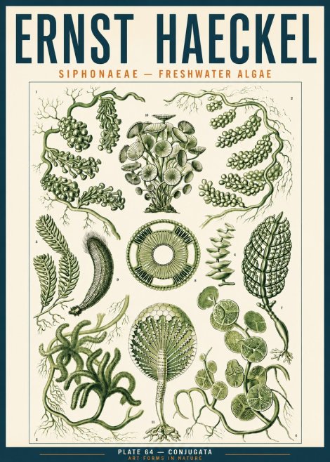 Ernst Haeckel Siphonaceae - Freshwater Algae No3 - Affiche
