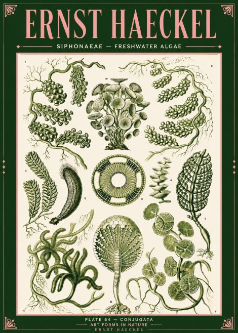 Ernst Haeckel Siphonaceae - Freshwater Algae No4 - Affiche