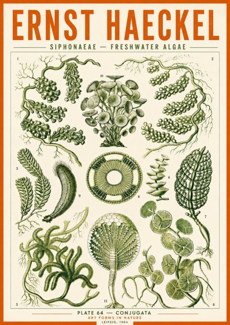 Ernst Haeckel Siphonaceae - Freshwater Algae No5 - Affiche