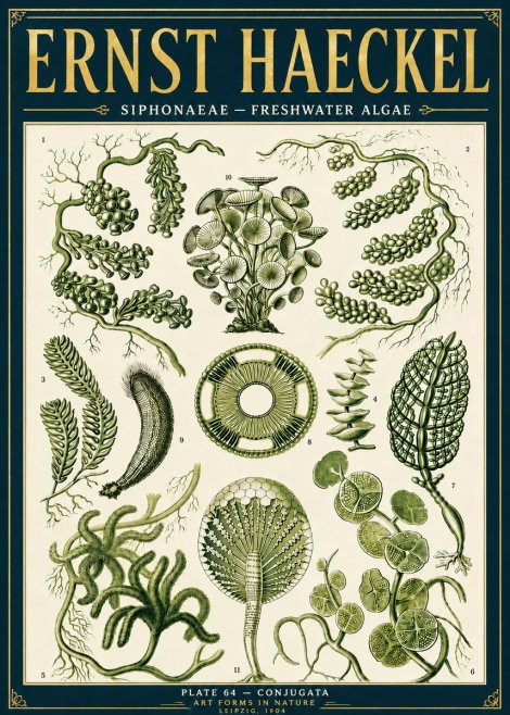 Ernst Haeckel Siphonaceae - Freshwater Algae No6 - Affiche