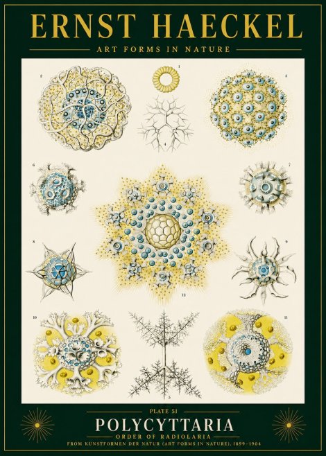 Ernst Haeckel Polycyttaria – Order of Radiolaria No4 - Affiche