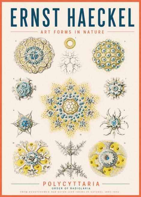 Ernst Haeckel Polycyttaria – Order of Radiolaria No5 - Affiche