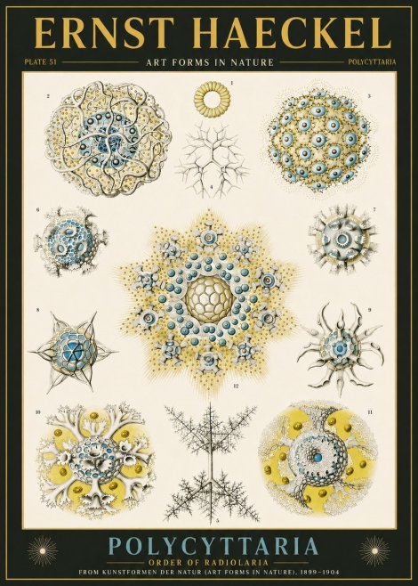 Ernst Haeckel Polycyttaria – Order of Radiolaria No6 - Affiche