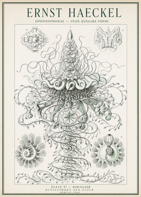 Ernst Haeckel Siphonophorae – State Quallike Forms No1 - Affiche