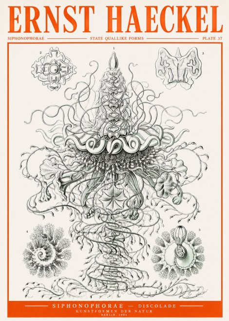 Ernst Haeckel Siphonophorae – State Quallike Forms No2 - Affiche