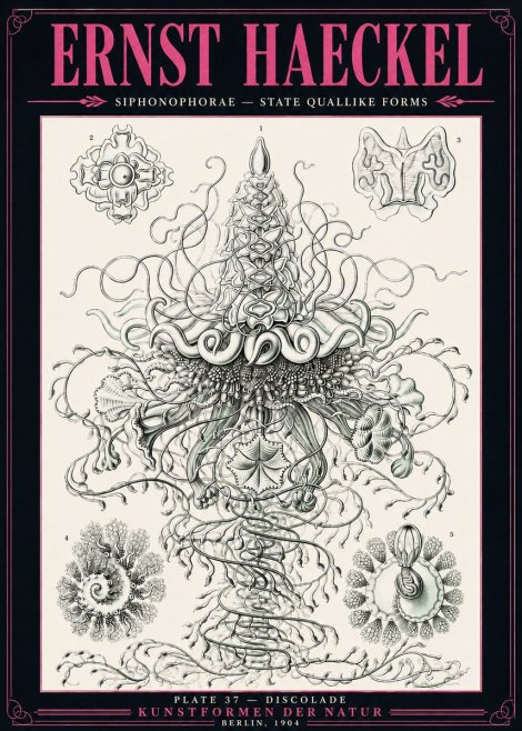 Ernst Haeckel Siphonophorae – State Quallike Forms No3 - Affiche