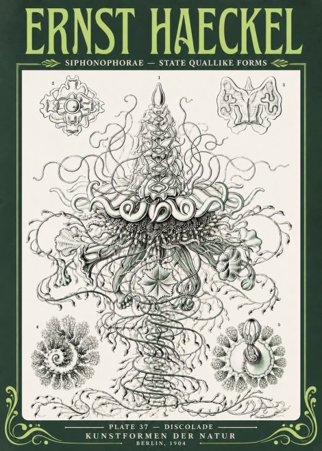 Ernst Haeckel Siphonophorae – State Quallike Forms No4 - Affiche